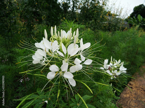 Blooming Cleome spinosa floral or White Spider flower in the garden photo