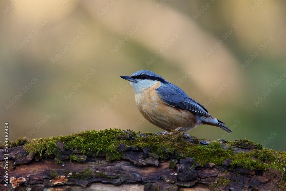 Eurasian nuthatch in natural environment, Danube forest, Slovakia, Europe Eurasian nuthatch in natural environment, Danube forest, Slovakia, Europe