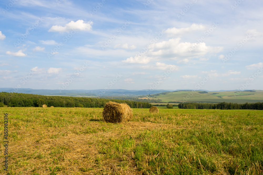 Hay bales in the meadow. Summer sunny landscape. The countryside.