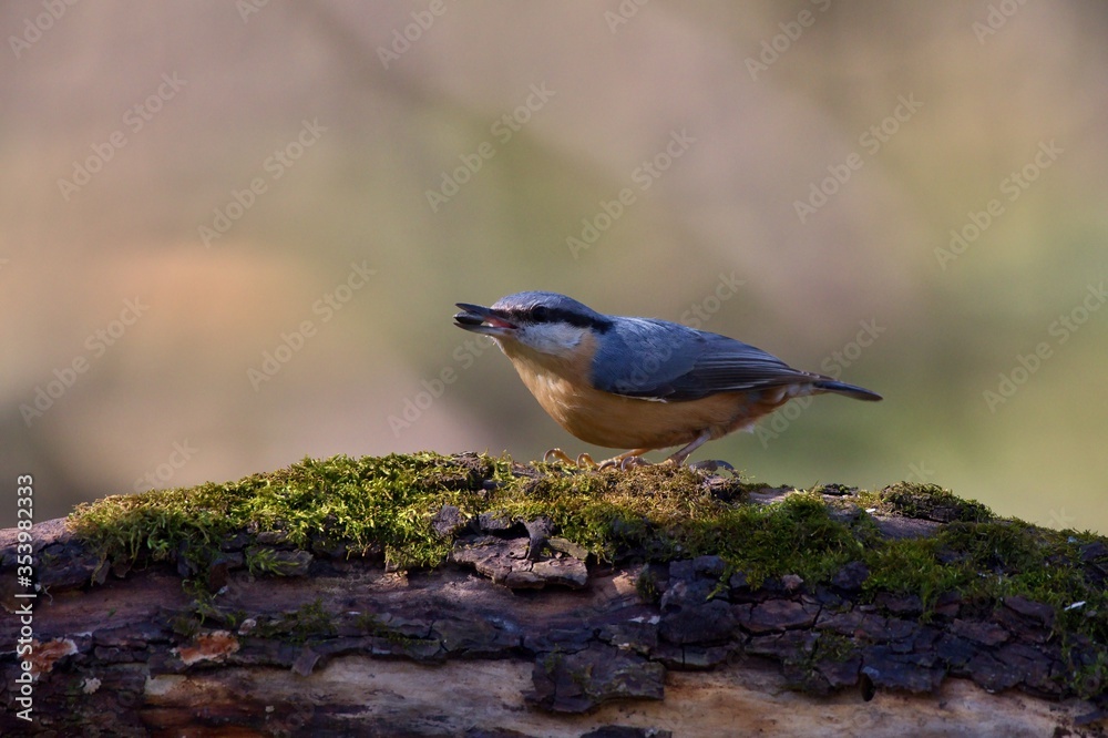 Naklejka premium Eurasian nuthatch in natural environment, Danube forest, Slovakia, Europe