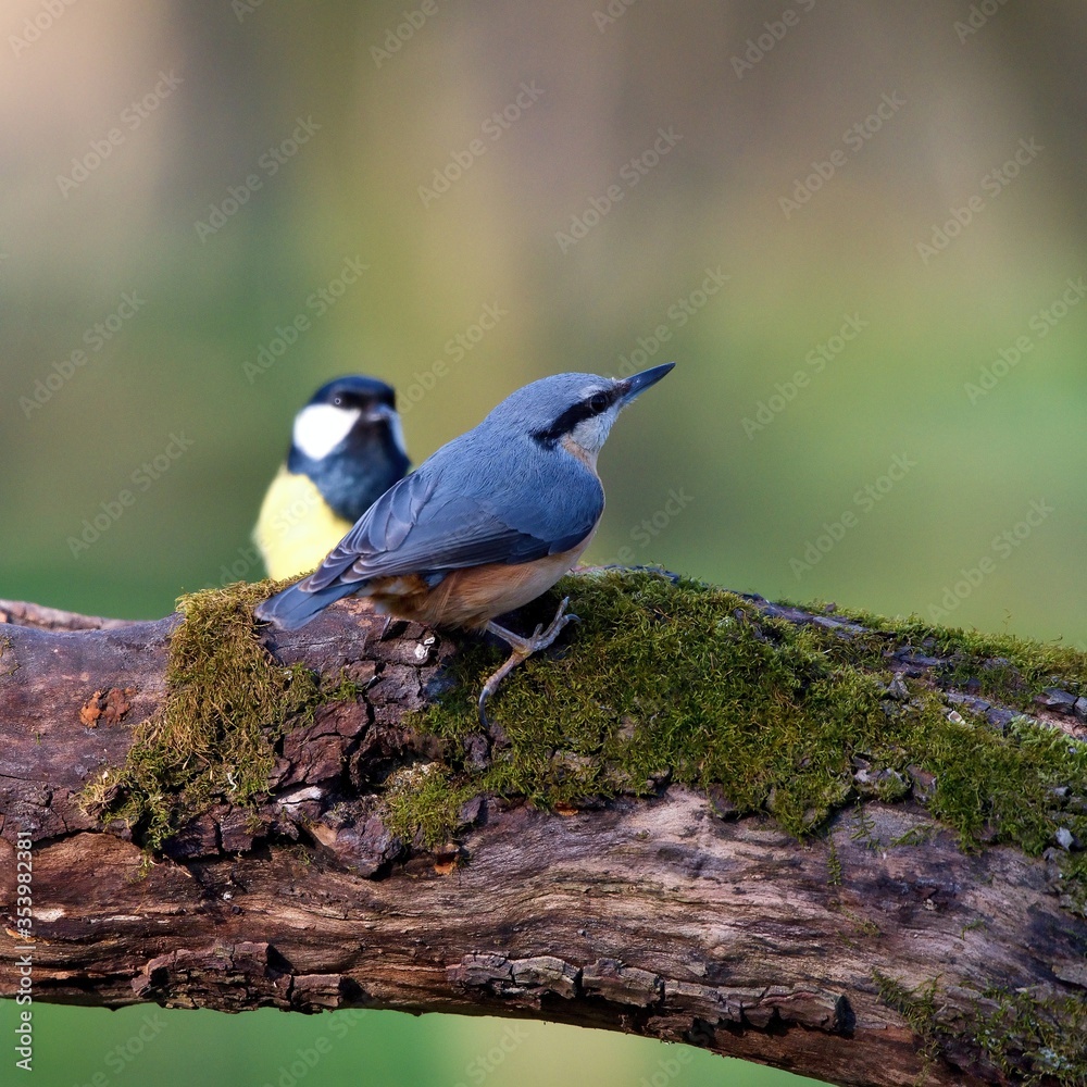 Eurasian nuthatch in natural environment, Danube forest, Slovakia, Europe Eurasian nuthatch in natural environment, Danube forest, Slovakia, Europe