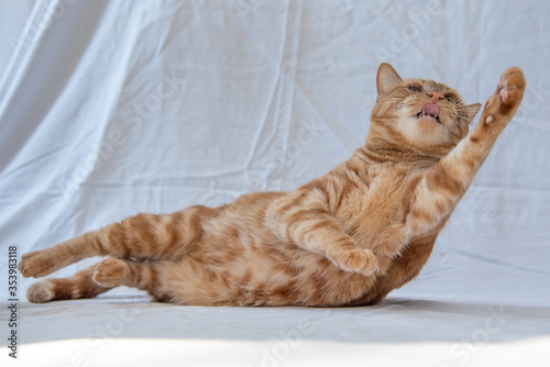 Fototapeta Naklejka Na Ścianę i Meble -  Ginger orange cat playing reaching up into air on white background. 