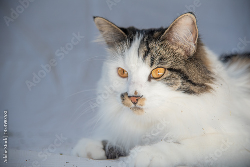Beautiful fluffy white cat with brown features, orange eyes staring into distance on white background. 