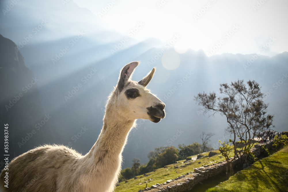 llama in the mountains llama in the mountains