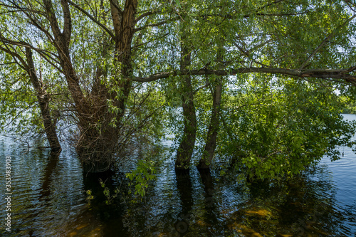 spring, fine, clear, Sunny, day, nature, landscape, beauty, blue, sky, distance, flora, vegetation, trees, trunk, branches, green, foliage, river, transparent, water, flood, ripples, reflections, ligh