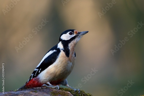 Great spotted woodpecker ,,Dendrocopos major,, in his natural environment, Danube wetland, Slovakia, Europe
