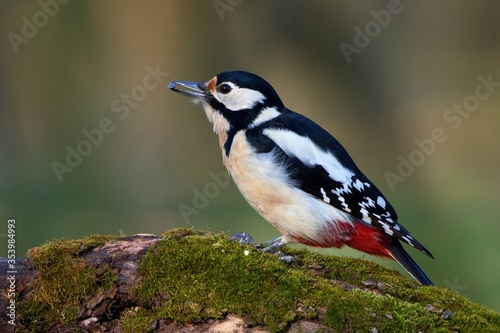 Great spotted woodpecker ,,Dendrocopos major,, in his natural environment, Danube wetland, Slovakia, Europe