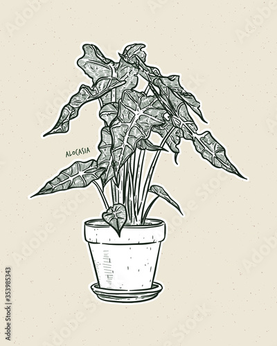 Alocasia is a genus of broad-leaved rhizomatous or tuberous perennial flowering plants from the family Araceae. Hand draw sketch vector.