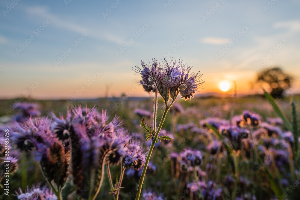 Obraz premium blooming phacelia