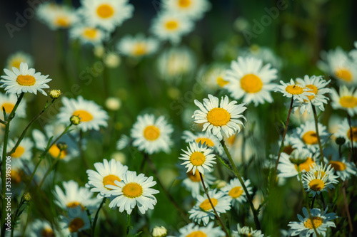 field of daisies © David Roberts