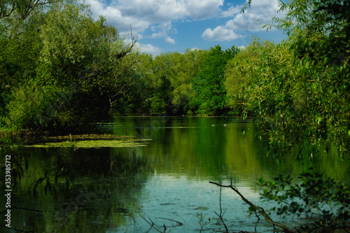 reflection of trees in the water