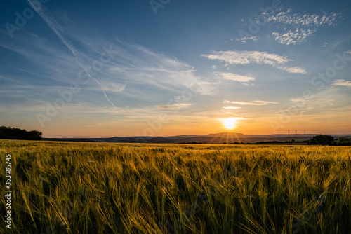 sunset over barley field