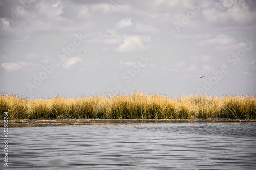 reeds on the lake