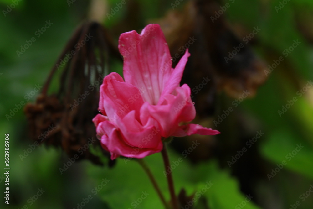 Beautiful heart shape pink color flower blooming in the summer season at eastern Nepal