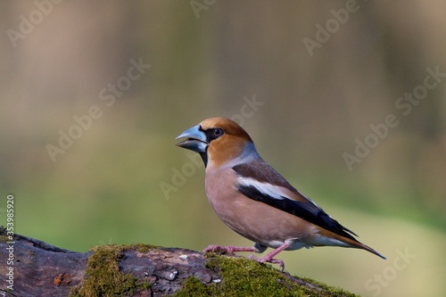 Close up of Hawfinch ,,Coccothraustes coccothraustes,, in Danube forest, Slovakia, Europe