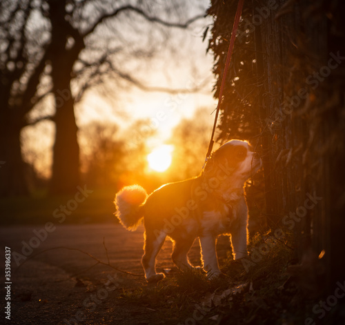 Puppy at the park, sunset 02