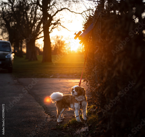 Puppy at the park, sunset 01