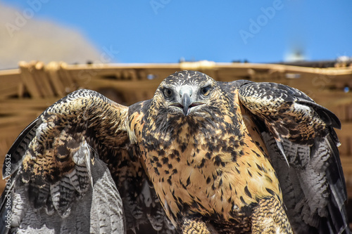 eagle