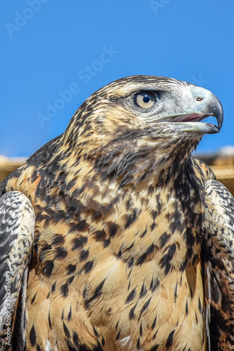 close up of a eagle