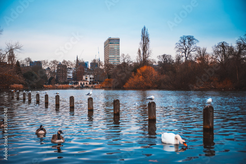Ducks at the city lake