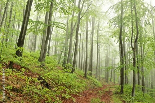 Beech trees in spring forest in foggy, rainy weather