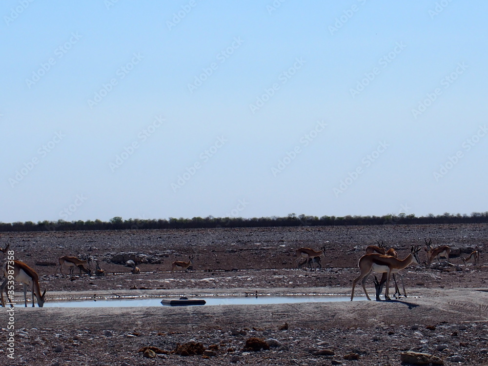 Animals flock to Savannah's oasis, Etosha National Park, Namibia Animals flock to Savannah's oasis, Etosha National Park, Namibia