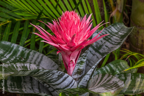 Close up of a silver vase flower (Aechmea fasciata), a species of flowering plant in the bromeliad family, native to Brazil.