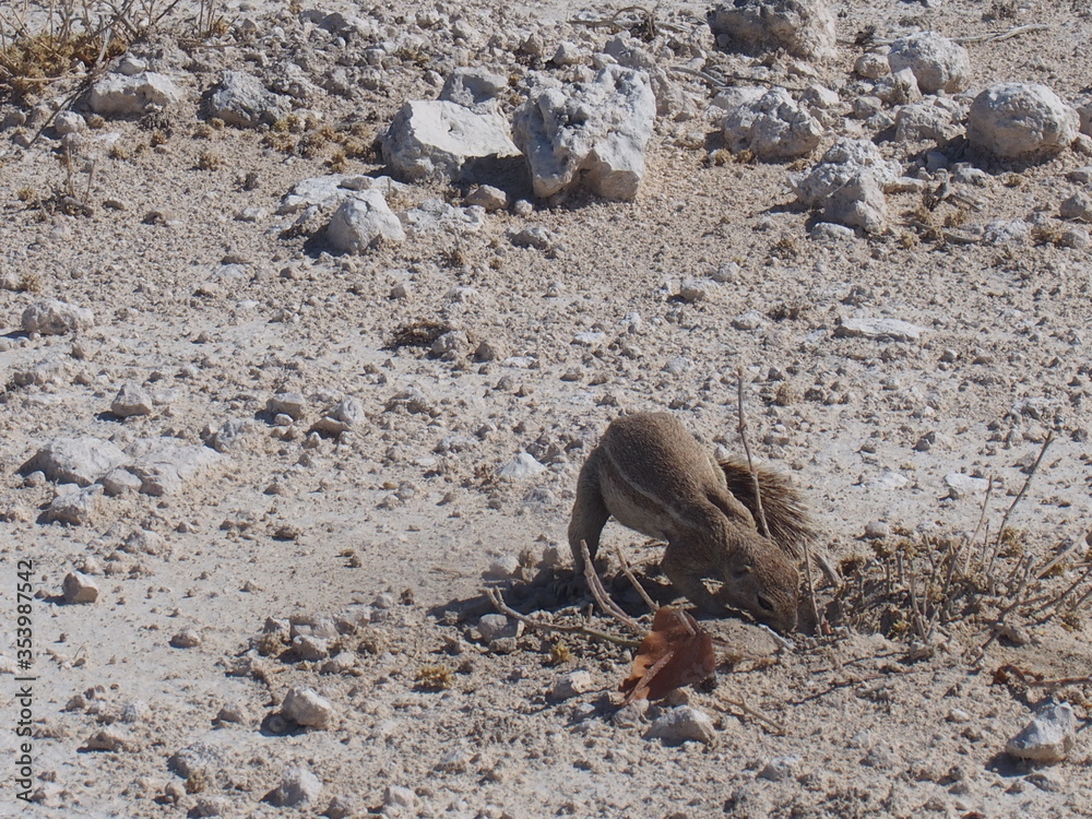 A squirrel on the side of the road, Etosha National Park, Namibia