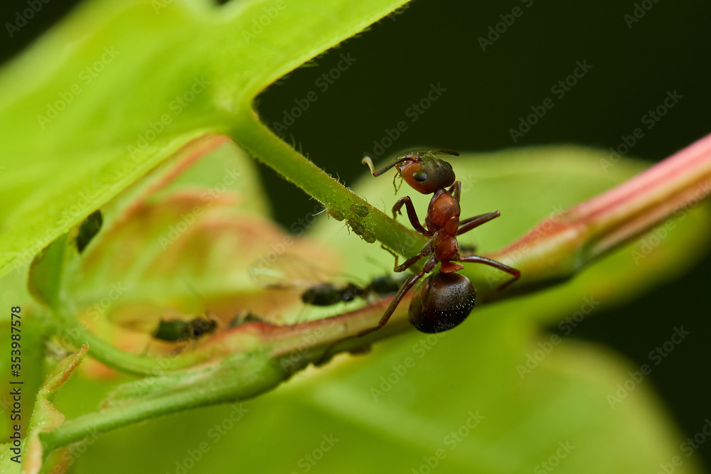 Red wood ant´s in natural environment, Danube forest , Slovakia, Europe Red wood ant´s in natural environment, Danube forest , Slovakia, Europe