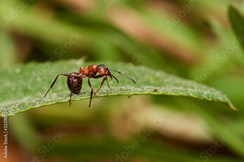 Red wood ant´s in natural environment, Danube forest , Slovakia, Europe © Tom