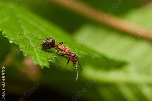 Red wood ant´s in natural environment, Danube forest , Slovakia, Europe © Tom