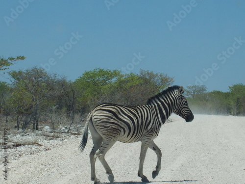 Watching the zebras from the car  Etosha National Park  Namibia