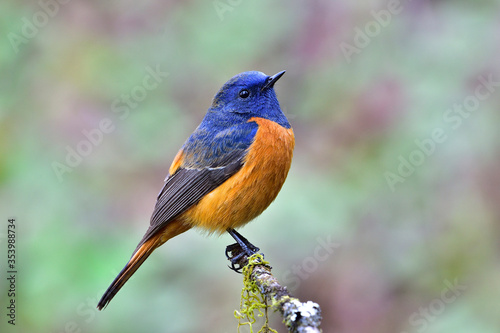 Blue-fronted Redstart © BOONCHUAY