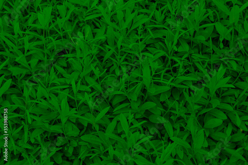 Background texture of green bushes.