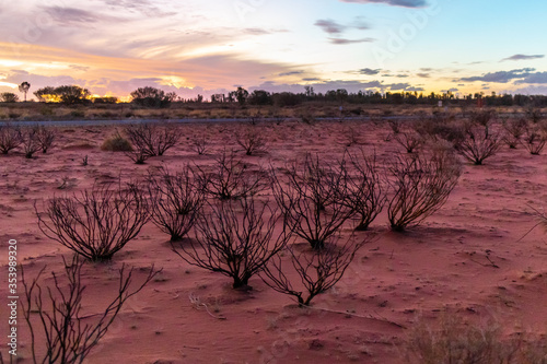 Dry desert landscape at the Red centre of Australia at sunset time. Bushes and trees with no leaves on the ground.. Uluru - Kata Tjuta national park, Northern Territory NT, Australia