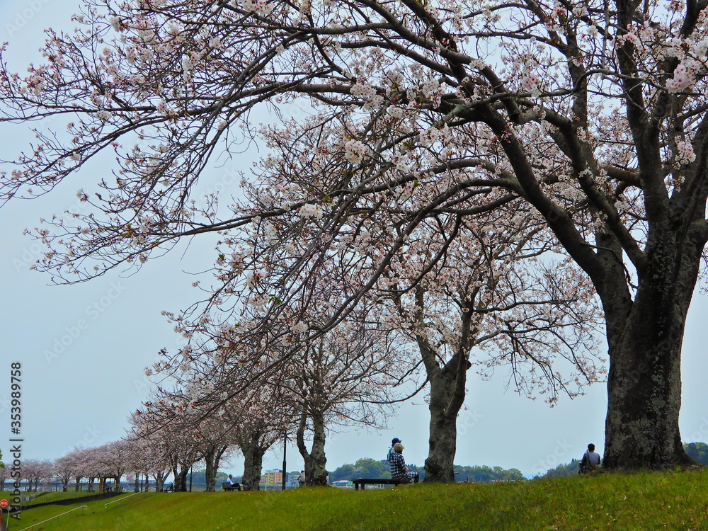 Obraz premium 桜づつみ堤防