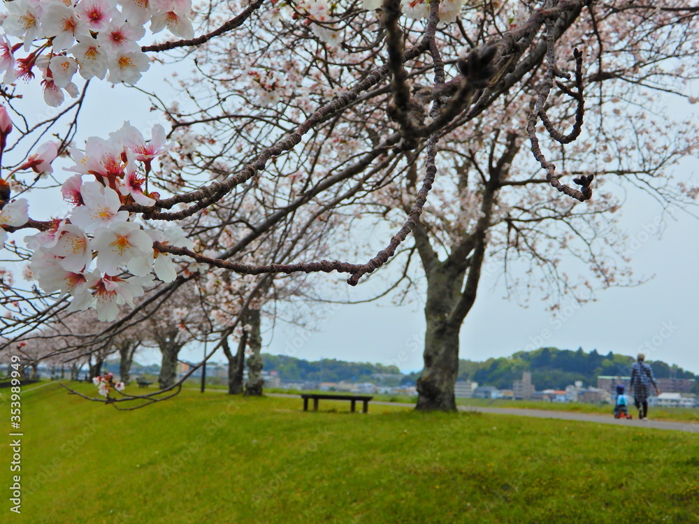 桜並木 桜並木