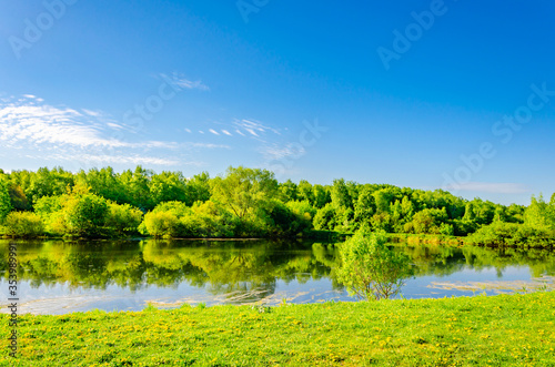 Green forest on the shore of the lake in the summer.