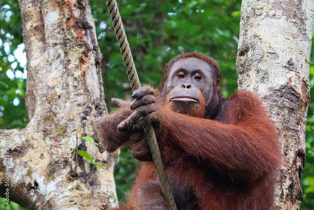 Fototapeta premium Adult male orangutan looking at camera in a challenging way, intense look. To become the next alpha male of the group, cheeks on face already growing. Sarawak, Malaysia, Borneo, South east Asia