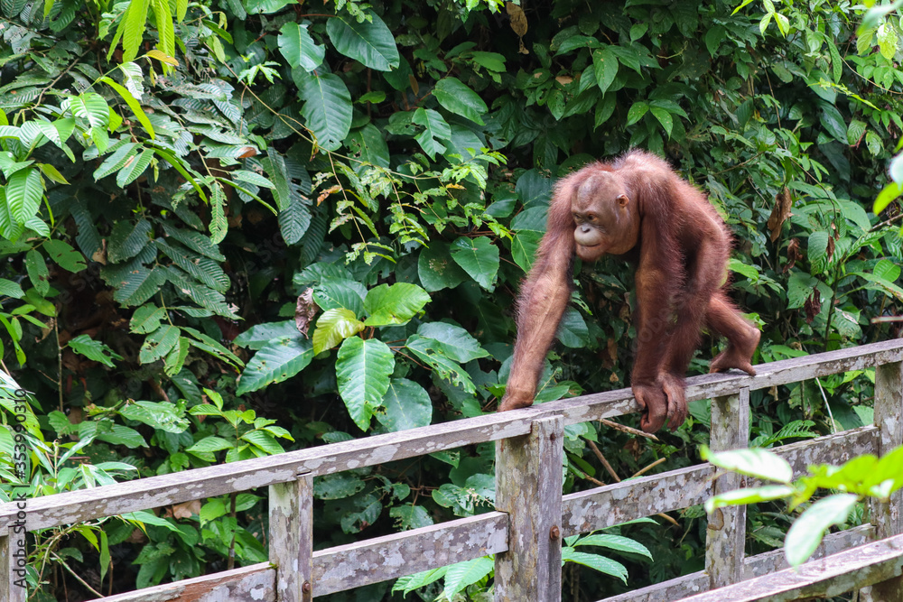 Obraz premium Male orangutan walking on all four legs on a railing, he looks angry or about to be aggressive if disturbed. Sepilok natural reserve rehabilitation centre, Borneo, Sabah, Malaysia, south east Asia