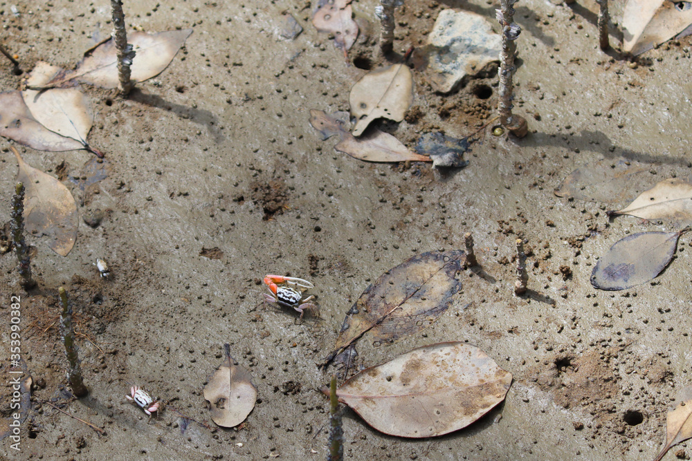 Fototapeta premium Fiddler crabs on the muddy ground of a mangrove forest at low tide. Violin crabs. Bako national park, Borneo, Malaysia, Southeast Asia