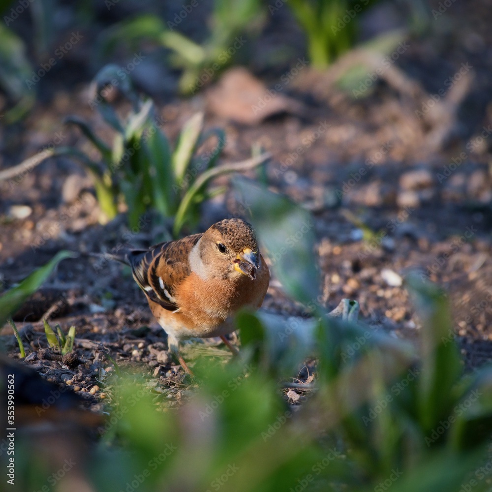 Common chaffinch ,,Fringilla coelebs,, in Danube forest in spring sunny day, Slovakia, Europe