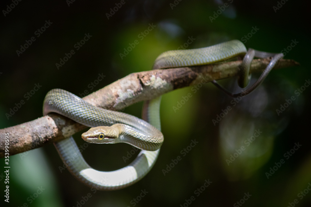 Wild snake coiled on a tree branch, full body, round yellow eyes, round pupil. Around one meter long. Juvenile young thin individual. Jungle at Kinabatangan River area, Sabah, Malaysia, Asia Wild snake coiled on a tree branch, full body, round yellow eyes, round pupil. Around one meter long. Juvenile young thin individual. Jungle at Kinabatangan River area, Sabah, Malaysia, Asia