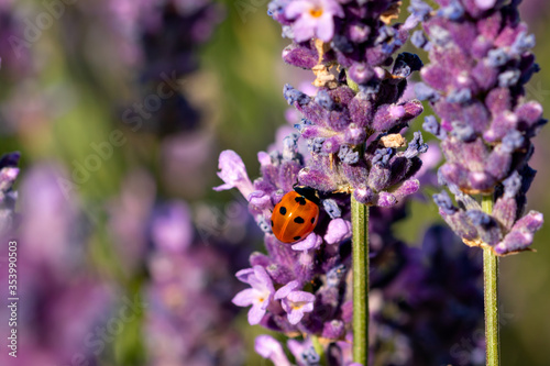 Marienkäfer (Coccinellidae) auf Lavendel Blüte