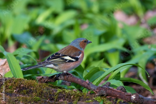 Common chaffinch ,,Fringilla coelebs,, in Danube forest in spring sunny day, Slovakia, Europe