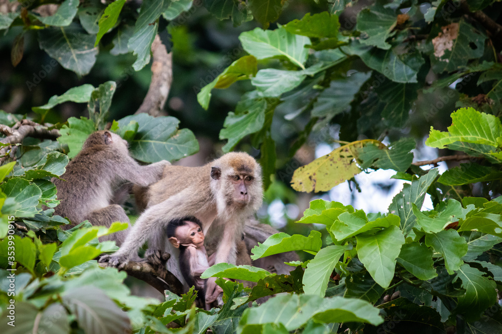 Mother and baby macaque. Mother protecting her child. Monkey delousing another monkey. Family of macaques on a tree. Rainforest jungle. Borneo, Malaysia, South east Asia