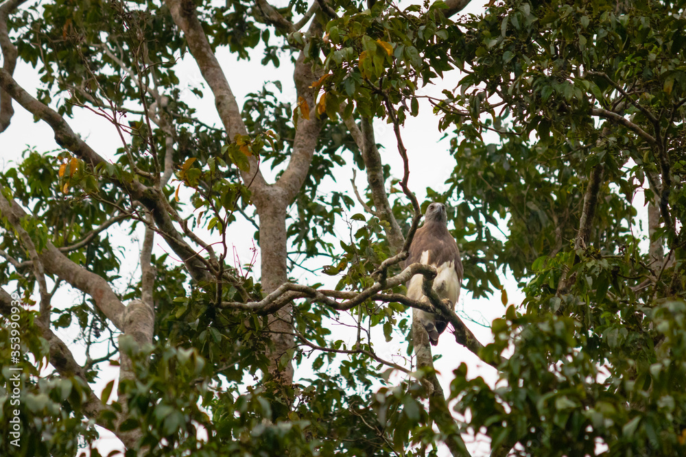 Wild grey-headed fish eagle on a tree branch, brown head and upper body, white tail. Picture from below. Kinabatangan River, Sabah, Malaysia, South east Asia Wild grey-headed fish eagle on a tree branch, brown head and upper body, white tail. Picture from below. Kinabatangan River, Sabah, Malaysia, South east Asia