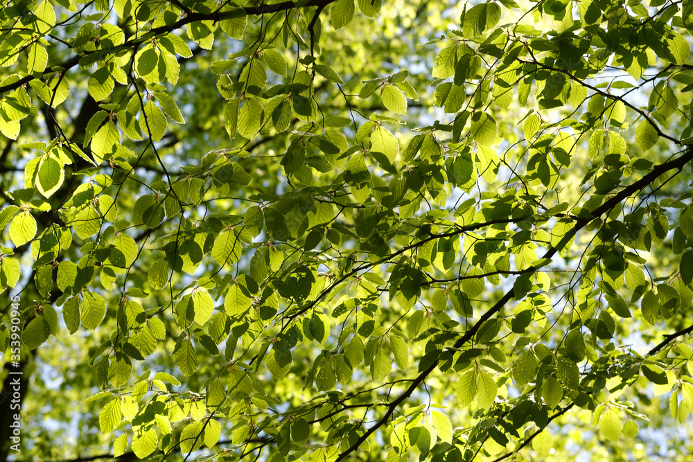 Green leaf texture or leaf background. Tree leaves nature background