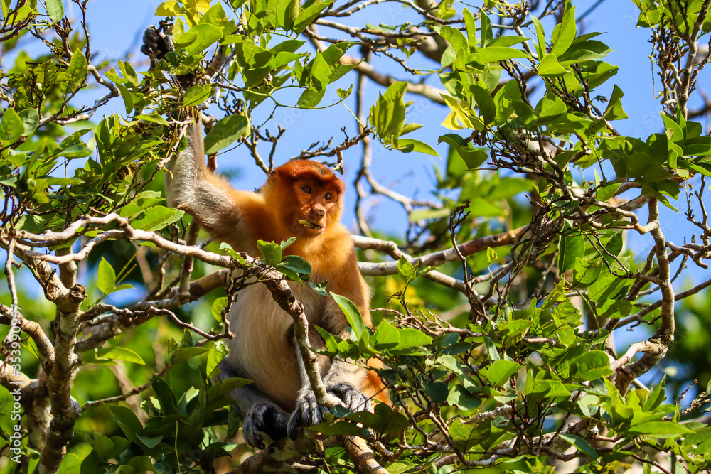 Naklejka premium Proboscis monkey picking and eating fruits. Long nose monkey endemic of Borneo. Portrait close up picture. Surrounded by green leaves.. Kinabatangan River, Sabah, Borneo, Malaysia, South east Asia