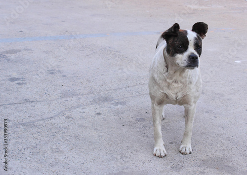 Dog guard a mongrel cross between a boxer with uncropped ears and tail stands still on the street and looks forward. Copy space in photo